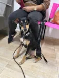 Neguinha Carioca