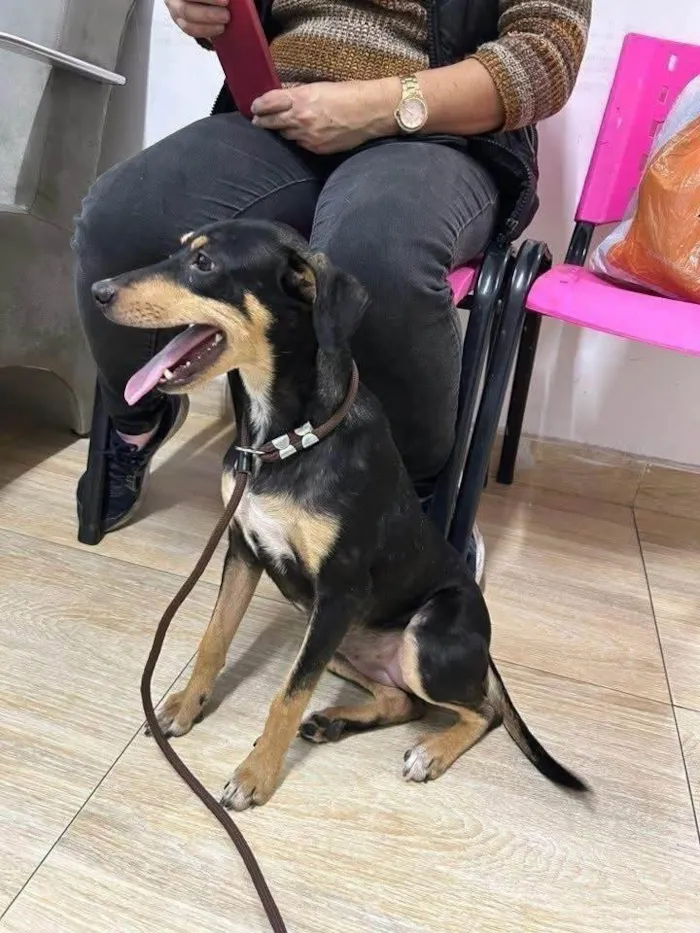 Cachorro ra a SRD-ViraLata idade 7 a 11 meses nome Neguinha Carioca