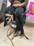 Neguinha Carioca