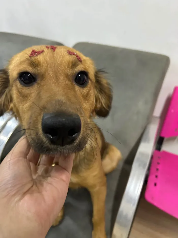 Cachorro ra a SRD-ViraLata idade 2 anos nome Nutella