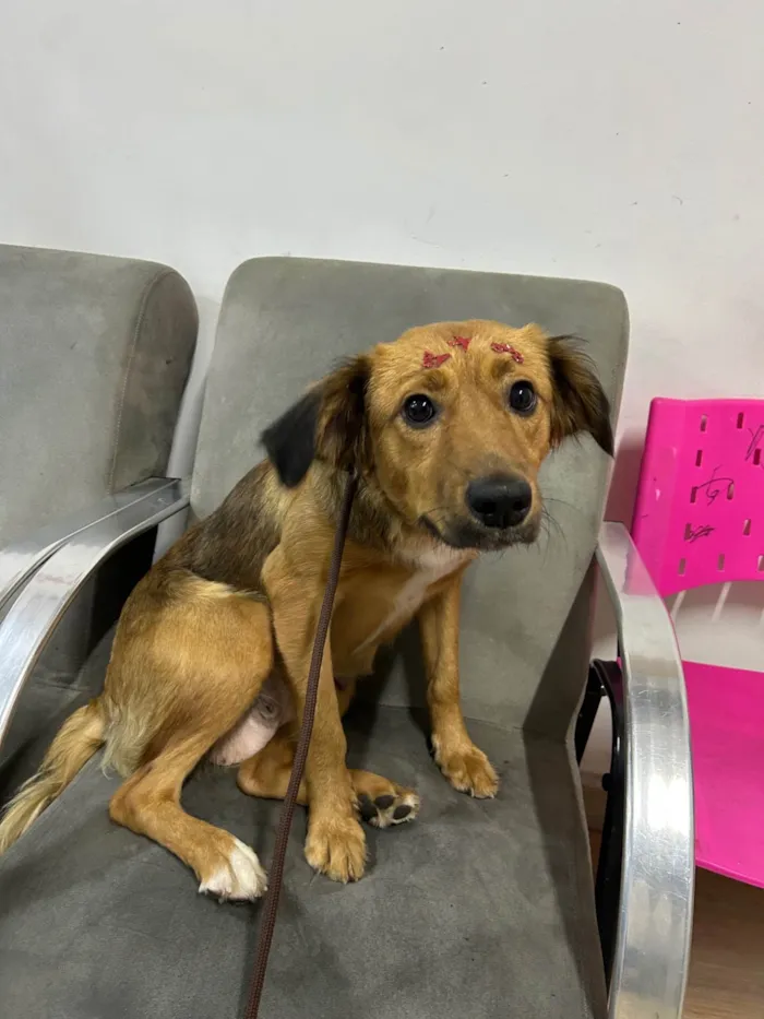 Cachorro ra a SRD-ViraLata idade 2 anos nome Nutella