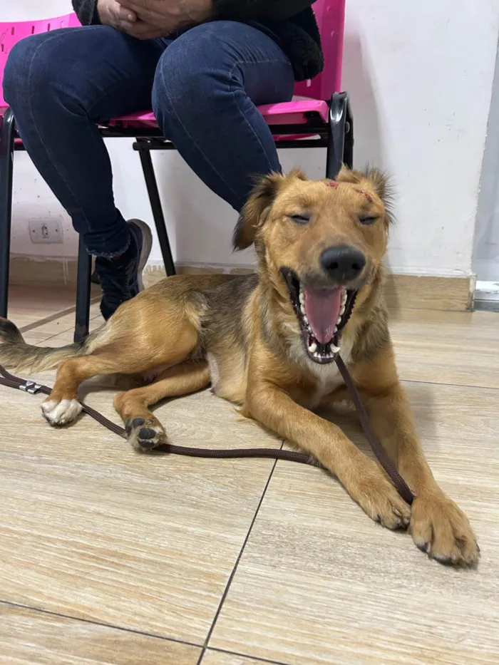 Cachorro ra a SRD-ViraLata idade 2 anos nome Nutella