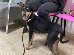Cachorro raça SRD-ViraLata idade 7 a 11 meses nome Neguinha Carioca