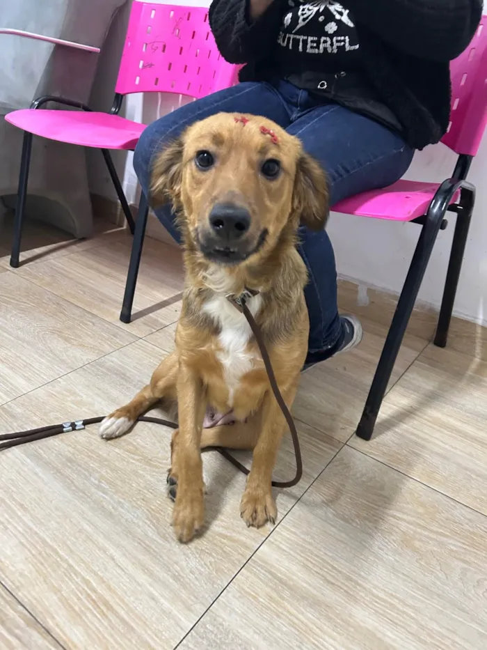 Cachorro ra a SRD-ViraLata idade 2 anos nome Nutella