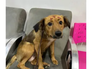 Cachorro raça SRD-ViraLata idade 2 anos nome Nutella