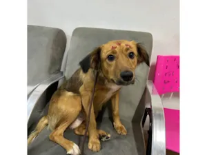 Cachorro raça SRD-ViraLata idade 2 anos nome Nutella