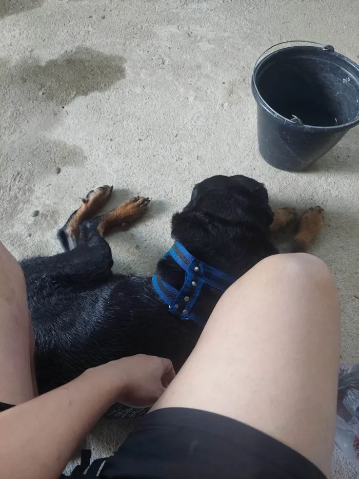 Cachorro ra a Rottweiler idade 6 ou mais anos nome Storm