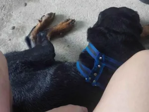 Cachorro raça Rottweiler idade 6 ou mais anos nome Storm