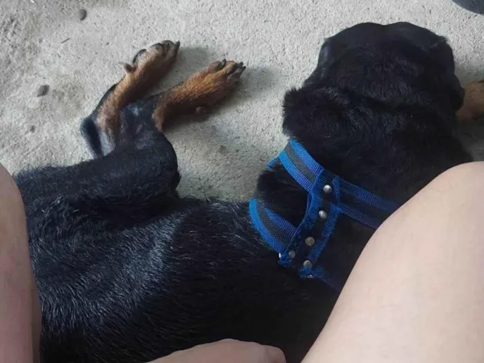 Cachorro ra a Rottweiler idade 6 ou mais anos nome Storm