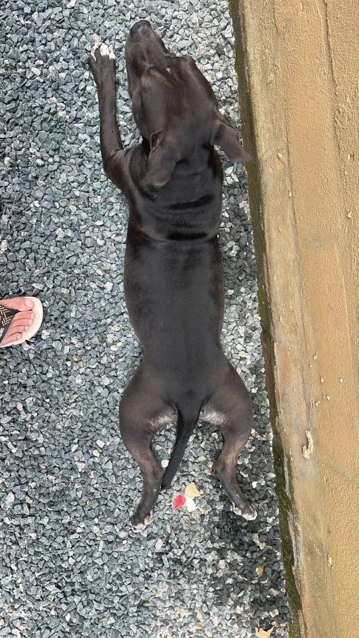 Cachorro ra a Pit-Bull idade 4 anos nome Nego
