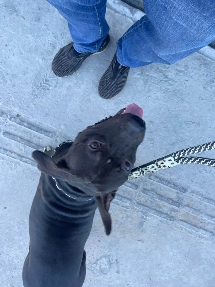 Cachorro ra a Pit-Bull idade 4 anos nome Nego