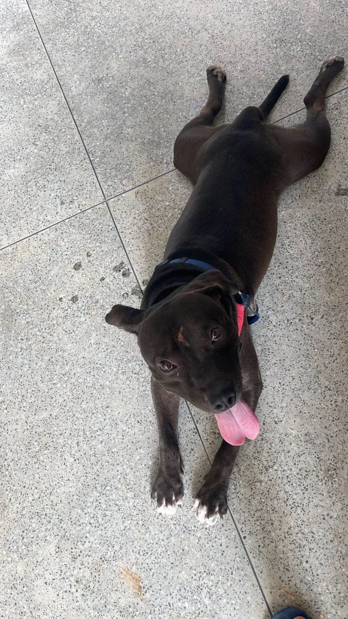 Cachorro ra a Pit-Bull idade 4 anos nome Nego