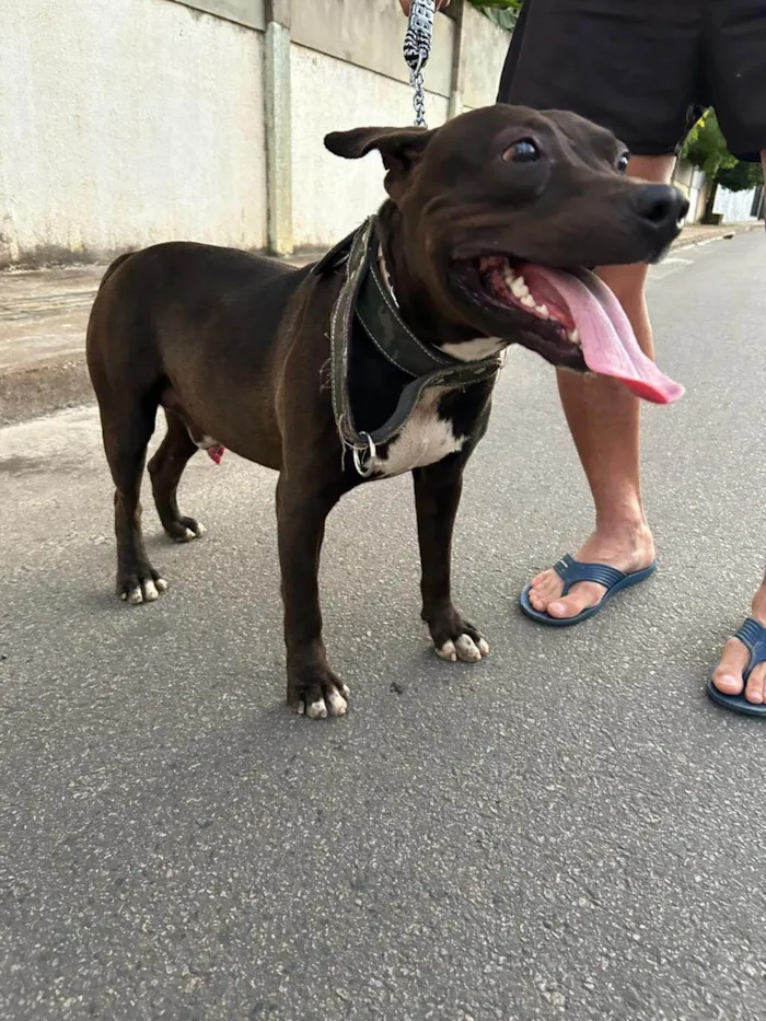 Cachorro ra a Pit-Bull idade 4 anos nome Nego