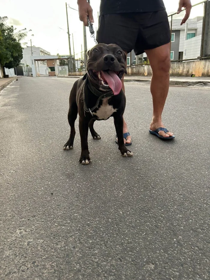 Cachorro ra a Pit-Bull idade 4 anos nome Nego