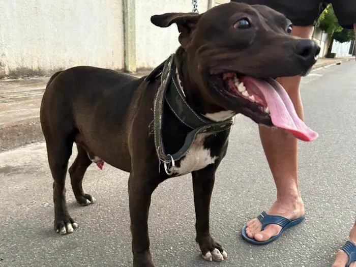 Cachorro ra a Pit-Bull idade 4 anos nome Nego