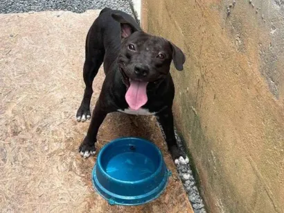 Cachorro raça Pit-Bull idade 4 anos nome Nego