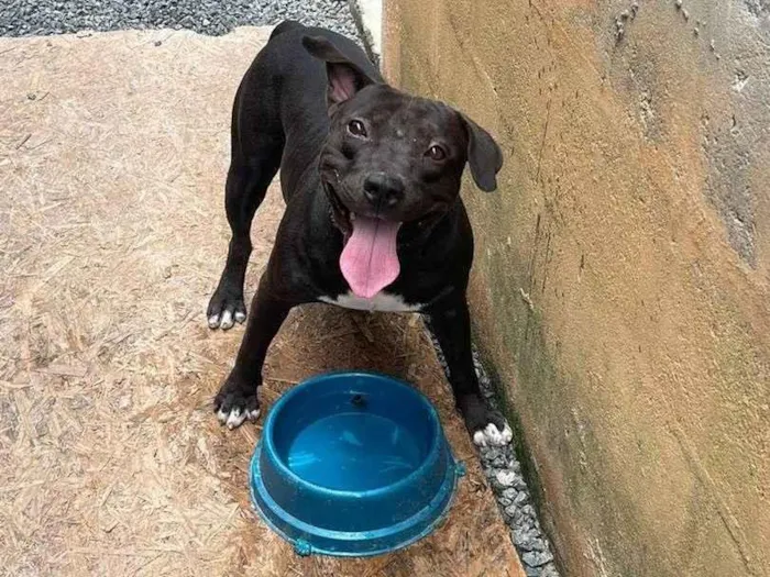 Cachorro ra a Pit-Bull idade 4 anos nome Nego