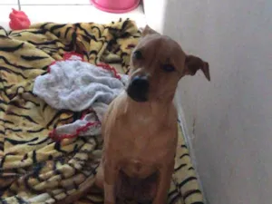 Cachorro raça Pit-Bull idade 1 ano nome Sasha 