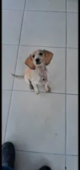 Dumbo