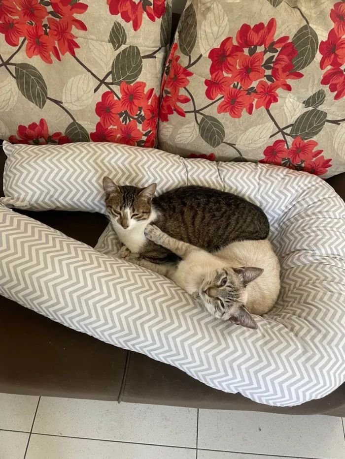 Gato ra a SRD-ViraLata idade 2 a 6 meses nome Juca 