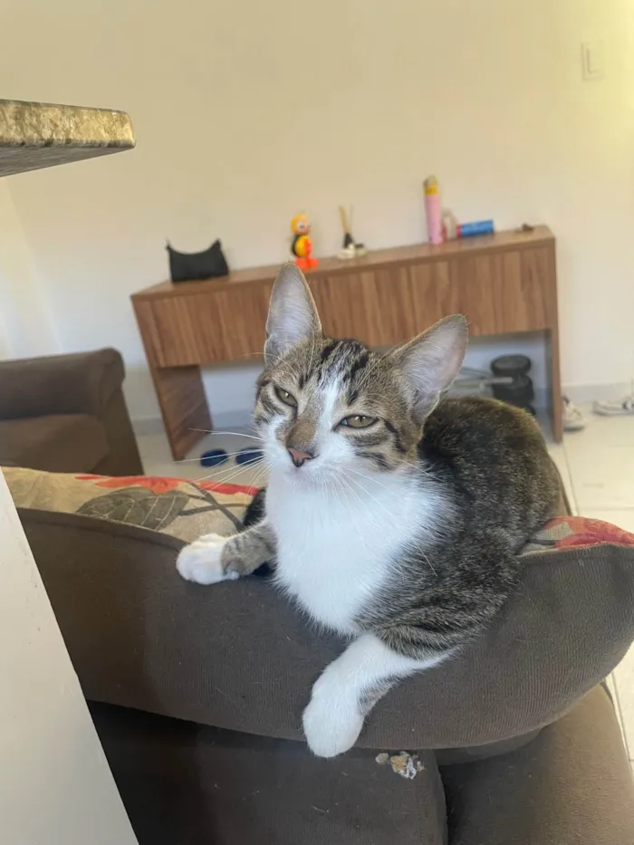 Gato ra a SRD-ViraLata idade 2 a 6 meses nome Juca 