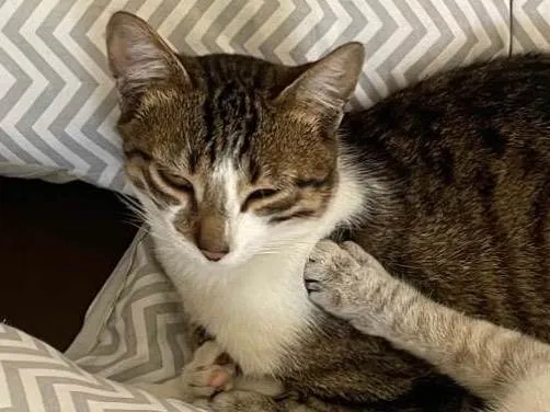 Gato ra a SRD-ViraLata idade 2 a 6 meses nome Juca 