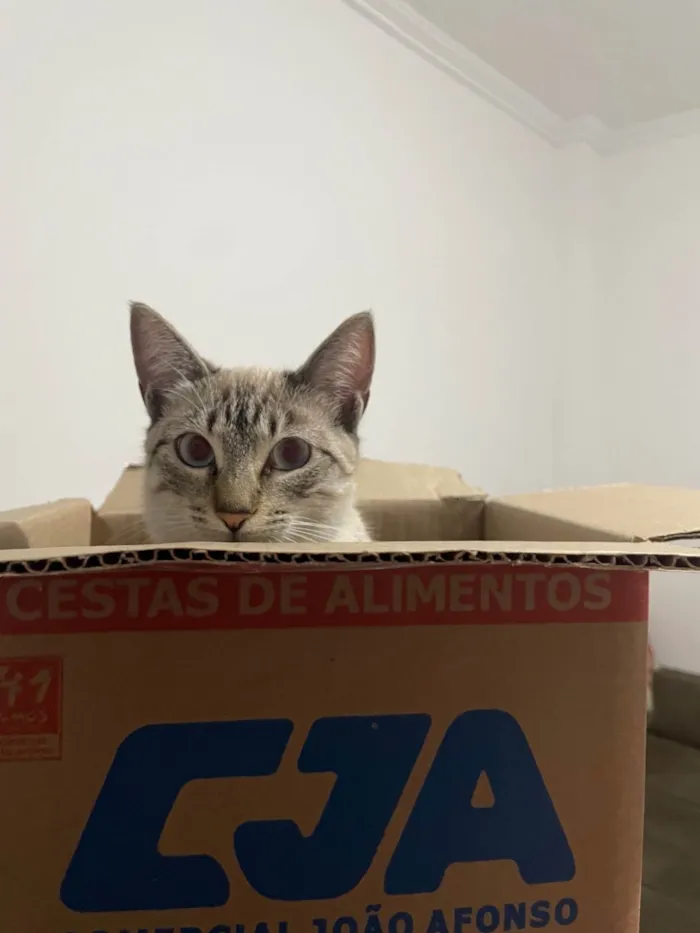 Gato ra a SRD-ViraLata idade 2 a 6 meses nome Ice 
