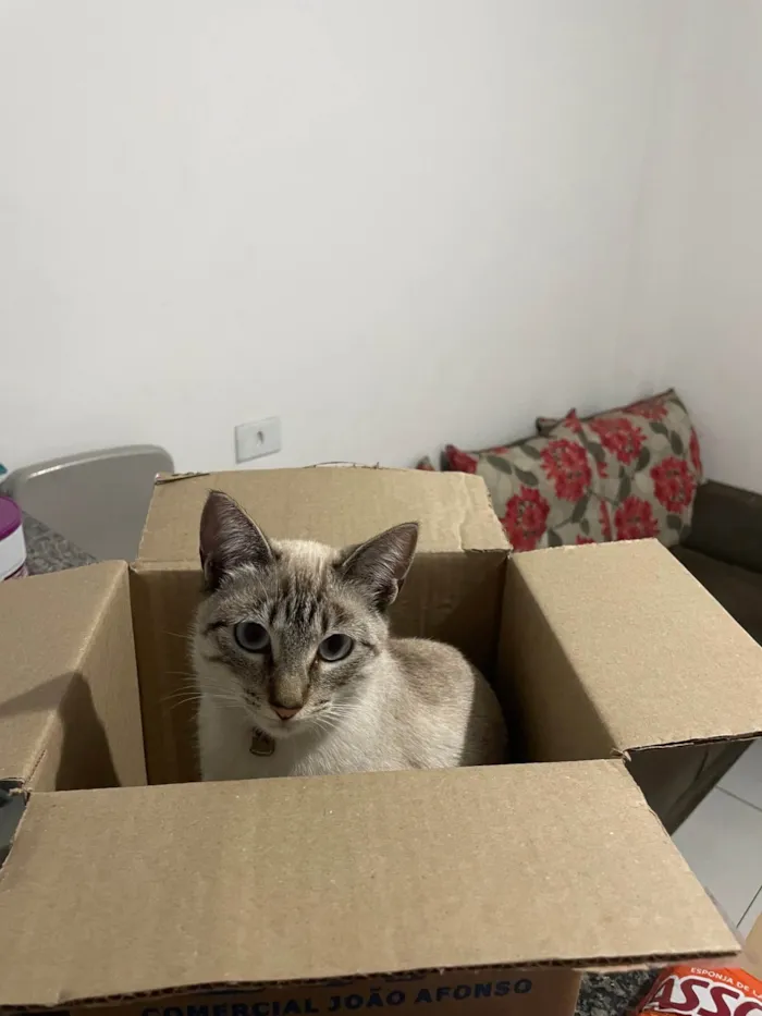 Gato ra a SRD-ViraLata idade 2 a 6 meses nome Ice 