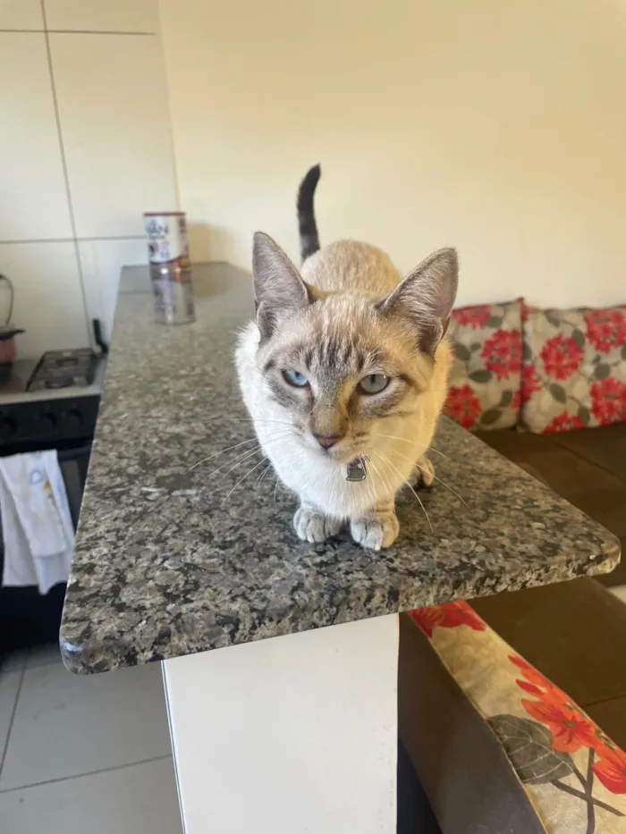 Gato ra a SRD-ViraLata idade 2 a 6 meses nome Ice 