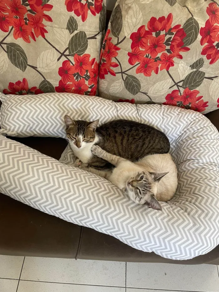 Gato ra a SRD-ViraLata idade 2 a 6 meses nome Ice 