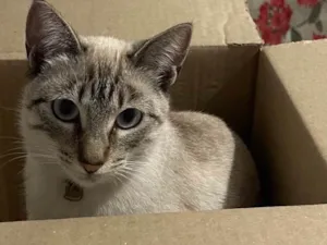 Gato raça SRD-ViraLata idade 2 a 6 meses nome Ice 