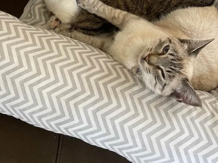 Gato ra a SRD-ViraLata idade 2 a 6 meses nome Ice 