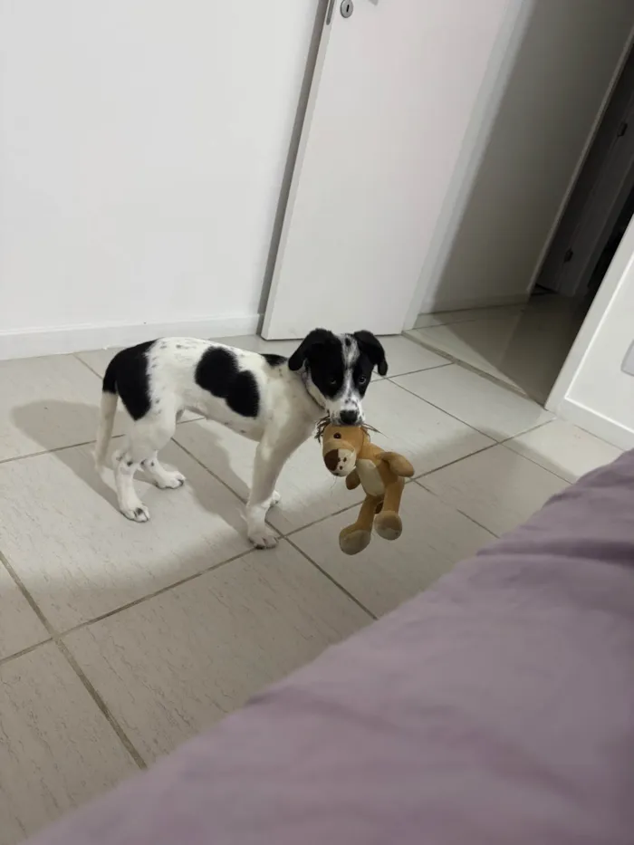 Cachorro ra a SRD-ViraLata idade 2 a 6 meses nome Mabe