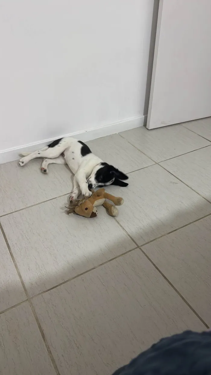 Cachorro ra a SRD-ViraLata idade 2 a 6 meses nome Mabe