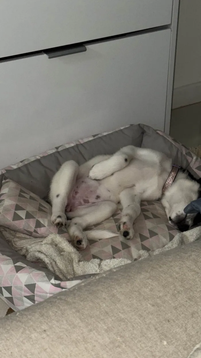Cachorro ra a SRD-ViraLata idade 2 a 6 meses nome Mabe