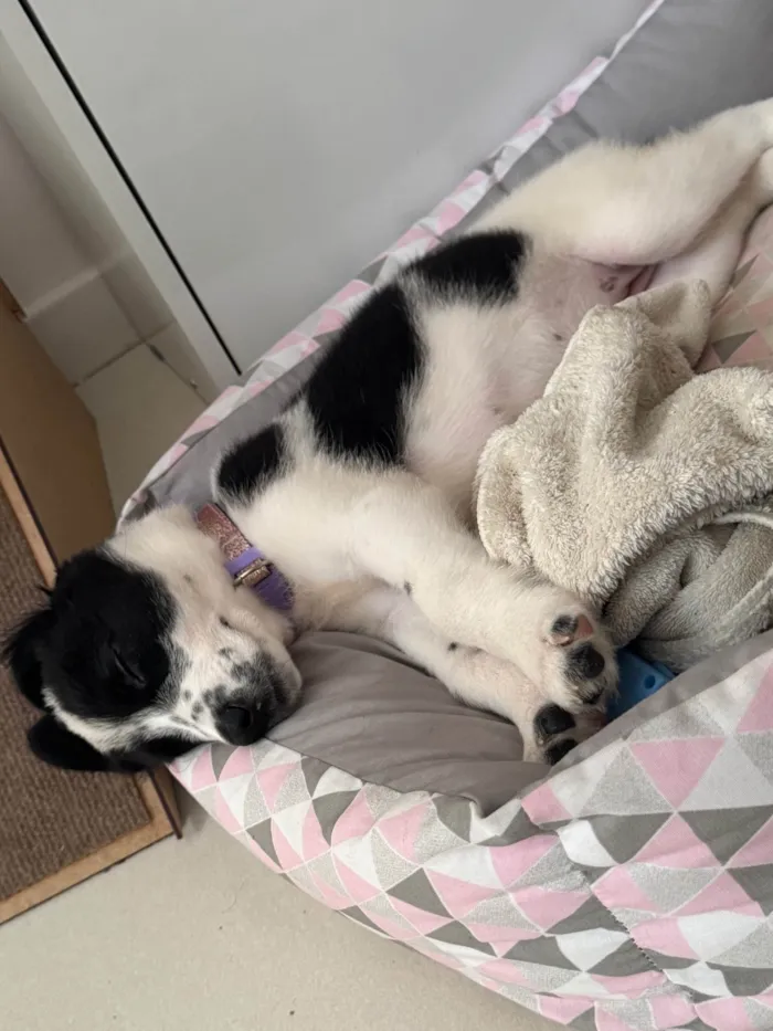Cachorro ra a SRD-ViraLata idade 2 a 6 meses nome Mabe