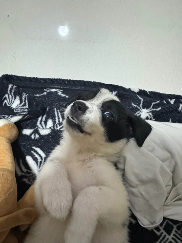 Cachorro ra a SRD-ViraLata idade 2 a 6 meses nome Mabe