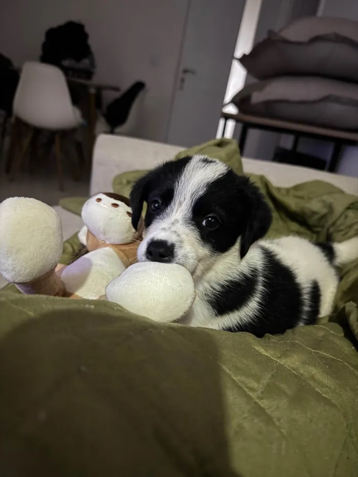 Cachorro ra a SRD-ViraLata idade 2 a 6 meses nome Mabe