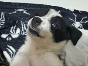 Cachorro raça SRD-ViraLata idade 2 a 6 meses nome Mabe