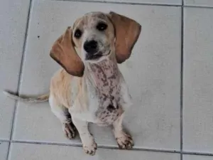 Cachorro raça SRD-ViraLata idade 2 a 6 meses nome Dumbo