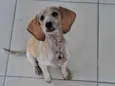 Dumbo