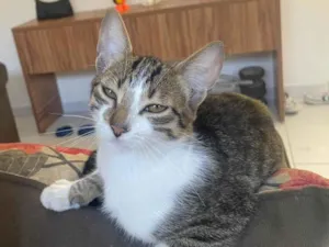Gato raça SRD-ViraLata idade 2 a 6 meses nome Juca 