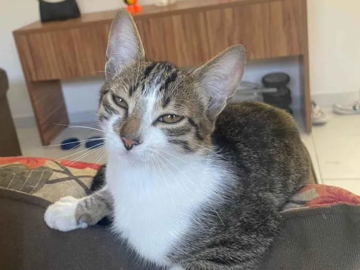 Gato ra a SRD-ViraLata idade 2 a 6 meses nome Juca 