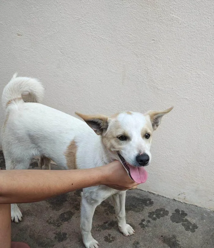 Cachorro ra a SRD-ViraLata idade 2 a 6 meses nome Rafinha 