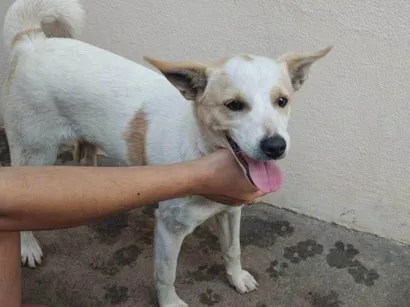 Cachorro raça SRD-ViraLata idade 2 a 6 meses nome Rafinha 