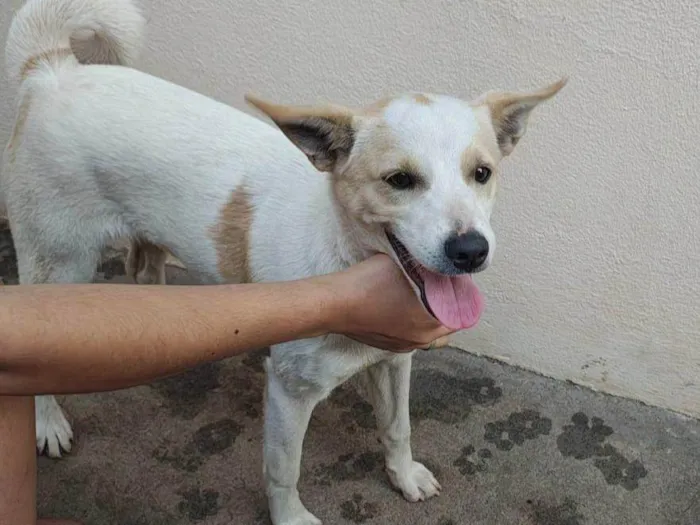 Cachorro ra a SRD-ViraLata idade 2 a 6 meses nome Rafinha 
