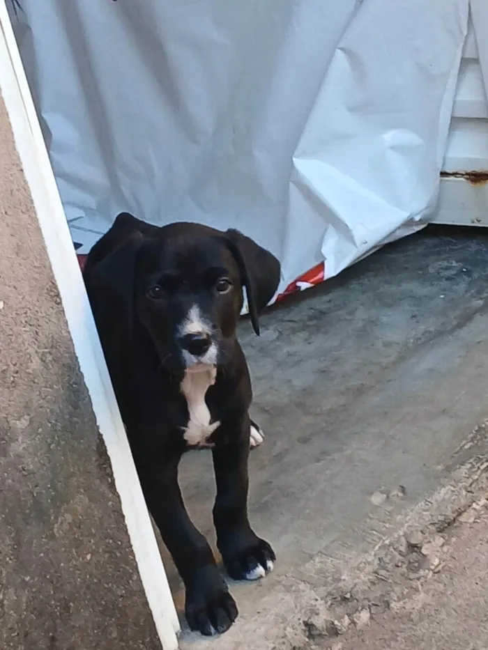 Cachorro ra a SRD-ViraLata idade 2 a 6 meses nome Amora