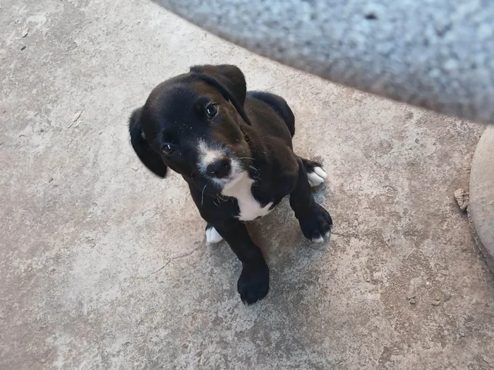 Cachorro ra a SRD-ViraLata idade 2 a 6 meses nome Amora