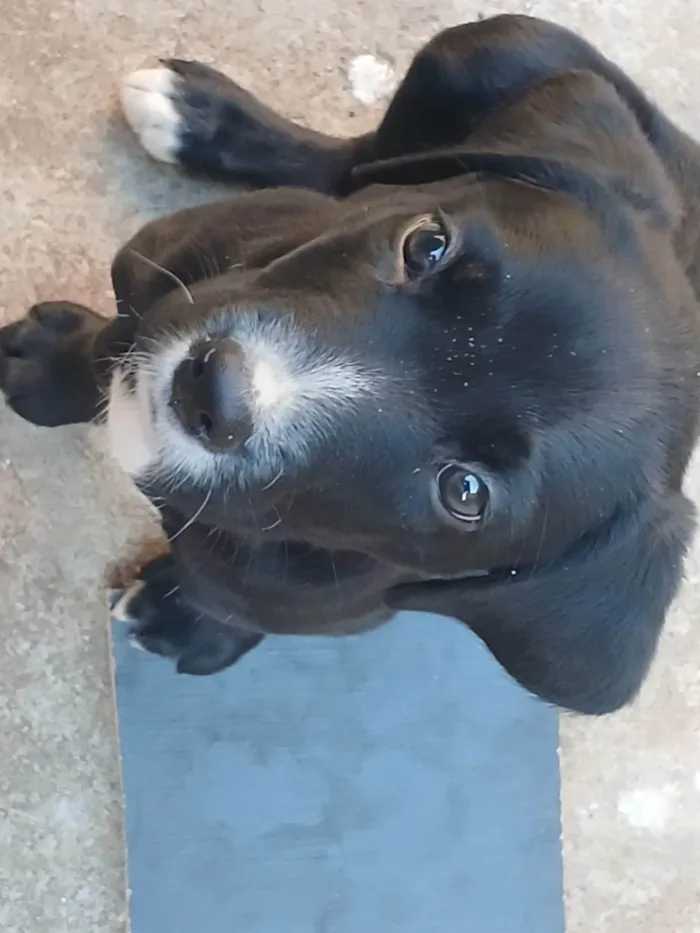 Cachorro ra a SRD-ViraLata idade 2 a 6 meses nome Amora