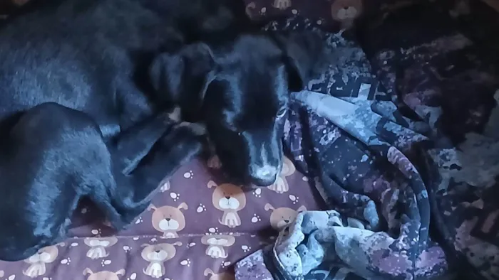 Cachorro ra a SRD-ViraLata idade 2 a 6 meses nome Amora